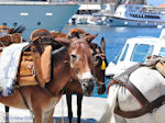 Eiland Hydra Griekenland - De Griekse Gids Foto 75